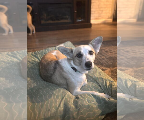 Medium Photo #4 Pembroke Welsh Corgi-Unknown Mix Puppy For Sale in Milpitas, CA, USA