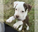 Small Photo #2 Mutt Puppy For Sale in Clarkston, MI, USA