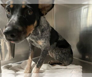 Mutt Dogs for adoption in Waco, TX, USA