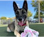 Small #1 German Shepherd Dog Mix
