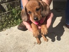 Small Photo #6 Dachshund Puppy For Sale in KINGSLAND, TX, USA