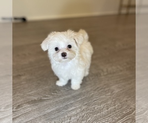 Maltese Puppy for sale in LOS ANGELES, CA, USA
