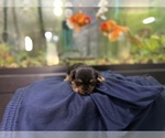 Small #2 Morkie