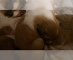 Puppy 2 Collie