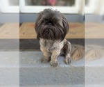 Small Photo #1 Shih Tzu Puppy For Sale in HYATTSVILLE, MD, USA