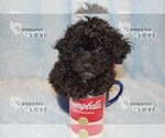 Small #14 Poochon-Poodle (Toy) Mix