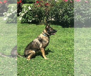 Uncle Sam - Male German Shepherd Dog Dog for Adoption - Photo #5