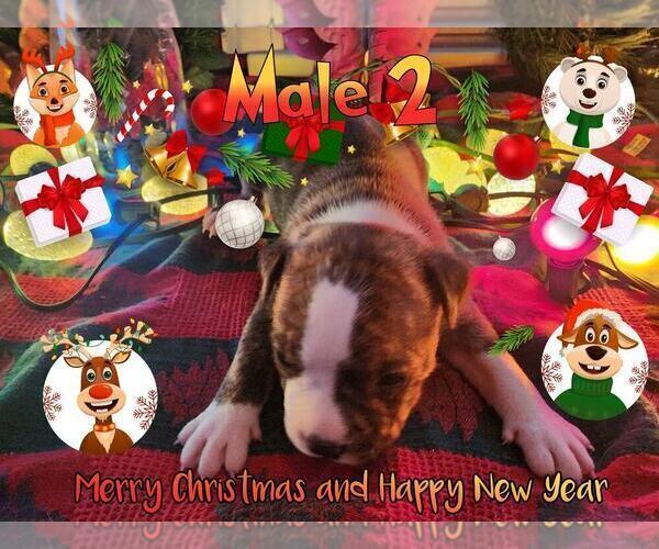 Medium Photo #13 Staffordshire Bull Terrier Puppy For Sale in GENEVA, NY, USA