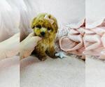 Small #24 Poodle (Toy)