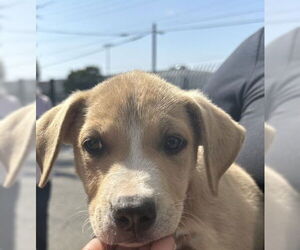 Labrador Retriever Dogs for adoption in San Bernardino, CA, USA