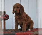 Small Photo #7 Irish Doodle Puppy For Sale in GREENCASTLE, PA, USA