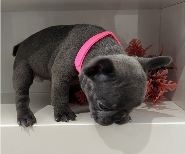 Medium Photo #5 French Bulldog Puppy For Sale in SLIDELL, LA, USA