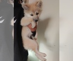 Small Photo #102 Pomsky Puppy For Sale in LOVELAND, CO, USA