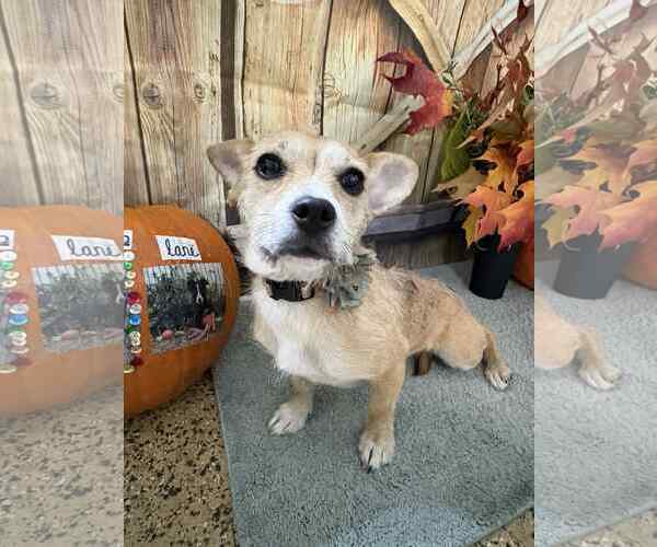 Medium Photo #1 Chiweenie Puppy For Sale in Mukwonago, WI, USA