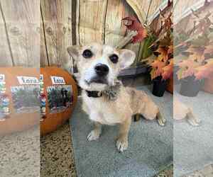 Chiweenie Dogs for adoption in Mukwonago, WI, USA