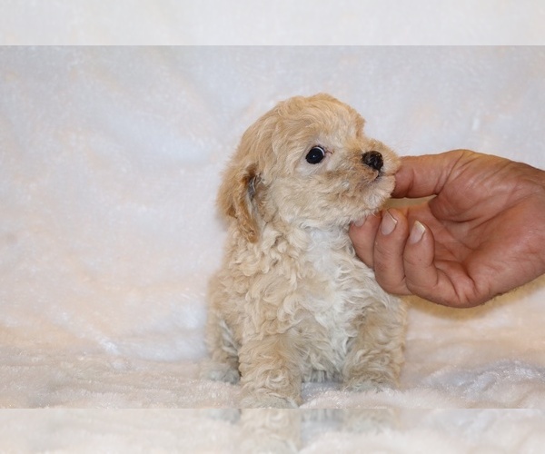 Medium Photo #9 Poodle (Toy) Puppy For Sale in DYERSBURG, TN, USA