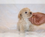 Small #8 Poodle (Toy)