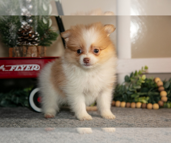 Medium Photo #3 Pom-A-Poo Puppy For Sale in NAPPANEE, IN, USA