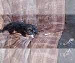 Small Photo #5 Poovanese Puppy For Sale in AMADO, AZ, USA