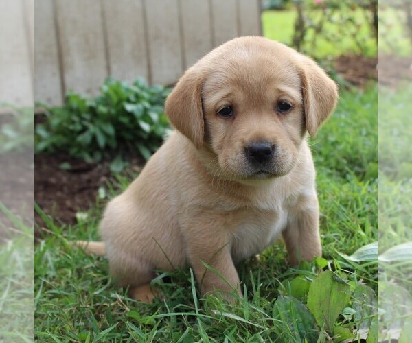 Medium Photo #1 Labrador Retriever Puppy For Sale in GAP, PA, USA