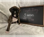 Puppy Purple Boy Boxer
