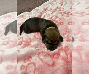 Dachshund Puppy for sale in ROWLAND HEIGHTS, CA, USA