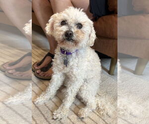 Poodle (Miniature) Dogs for adoption in Milwaukie, OR, USA