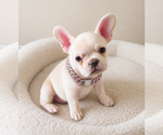 Small #3 French Bulldog