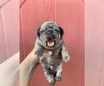 Small Photo #8 Pug Puppy For Sale in DEARBORN HEIGHTS, MI, USA