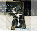 Small Photo #1 Bernedoodle Puppy For Sale in CLEVER, MO, USA