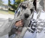 Small Photo #4 Daniff-Neapolitan Mastiff Mix Puppy For Sale in MONTEVIEW, ID, USA