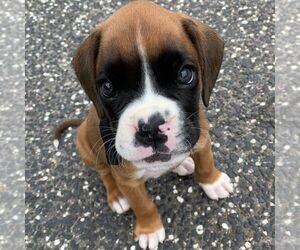 Boxer Puppy for sale in CLEVELAND, OH, USA