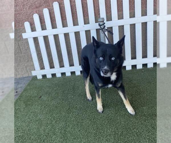 Medium Photo #1 Siberian Husky-Unknown Mix Puppy For Sale in Modesto, CA, USA
