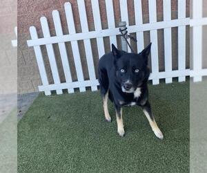 Siberian Husky-Unknown Mix Dogs for adoption in Modesto, CA, USA