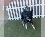 *MAVERICK - Male Siberian Husky-Unknown Mix Dog for Adoption - Small photo