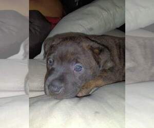 American Pit Bull Terrier-Chinese Shar-Pei Mix Puppy for sale in DALLAS, TX, USA