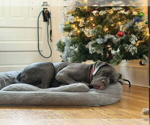 Hendrix (NY) - Male Mutt Dog for Adoption - Photo #2