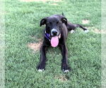Small #1 Mutt