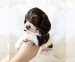 Small #5 Dachshund