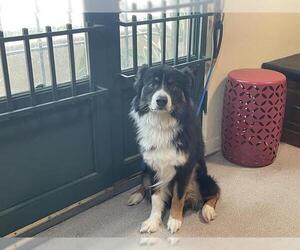 Australian Shepherd Dogs for adoption in Pasadena, CA, USA