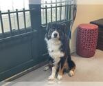 Small Australian Shepherd