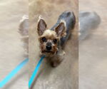 Small #3 Mutt