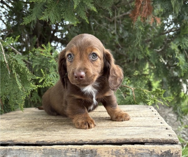 Medium Photo #2 Dachshund Puppy For Sale in MIDDLEBURY, IN, USA