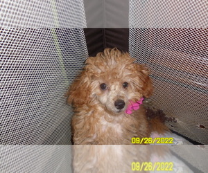Poodle (Toy) Puppy for sale in DULUTH, GA, USA
