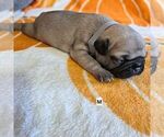 Puppy Duke Frenchie Pug