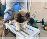 Small Photo #13 Central Asian Shepherd Dog Puppy For Sale in LINCOLN, CA, USA