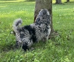 Small #3 YorkiePoo