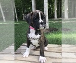 Small Photo #1 Boxer Puppy For Sale in GOSHEN, IN, USA