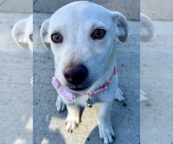 Medium Photo #5 Chihuahua-Unknown Mix Puppy For Sale in Newport Beach, CA, USA