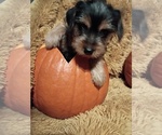 Litter of 5 - Male(s) and Female(s) Yorkshire TerrierLitter of Puppies for Sale - Photo #5